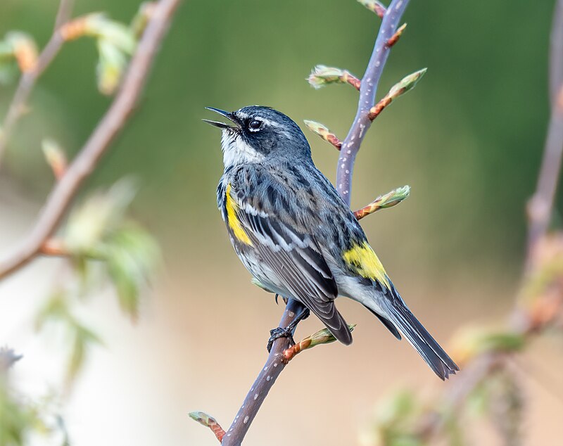 Yellow-rumped Warbler (Setophaga coronata) photo