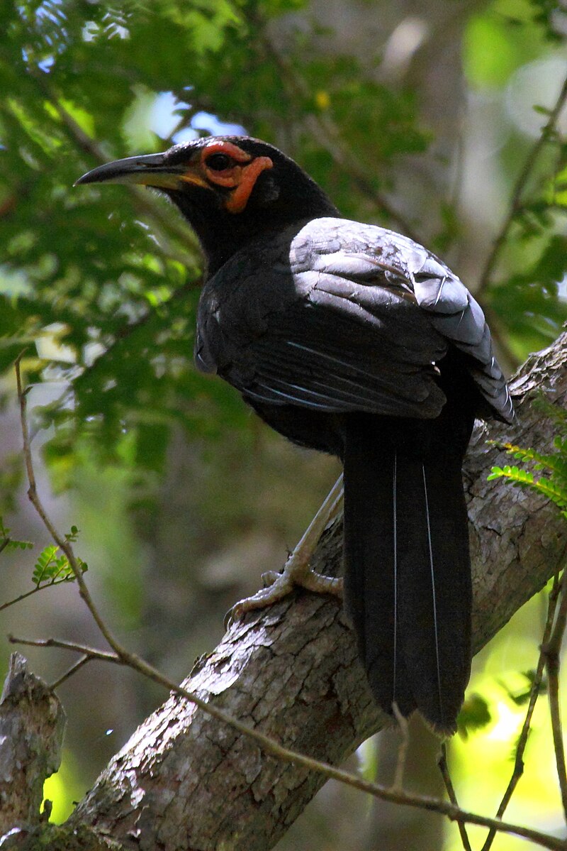 Crow Honeyeater (Gymnomyza aubryana) photo