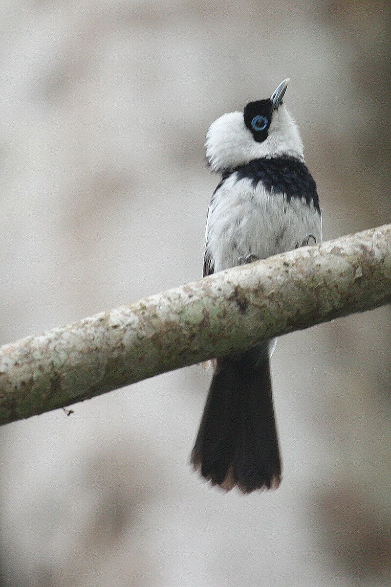 Pied Monarch (Arses kaupi) photo
