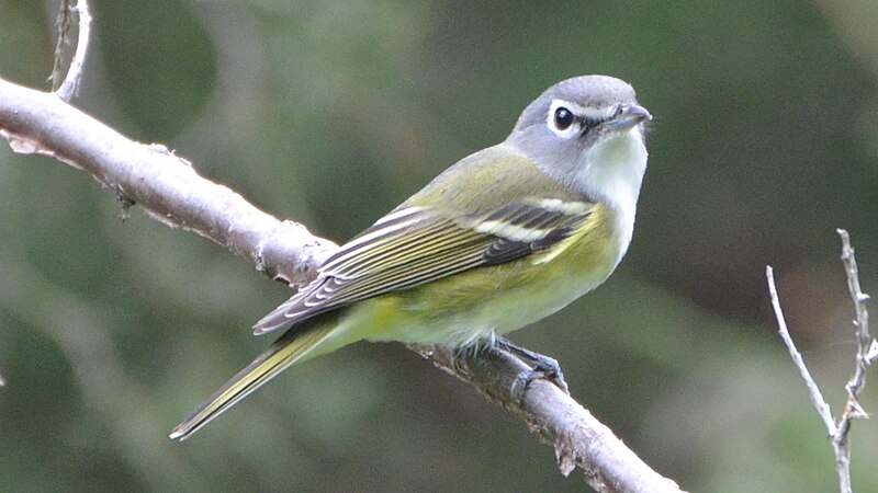 Blue-headed Vireo (Vireo solitarius) photo