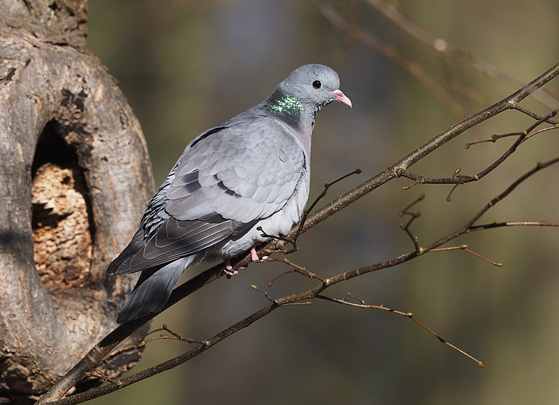 Stock Dove (Columba oenas) photo