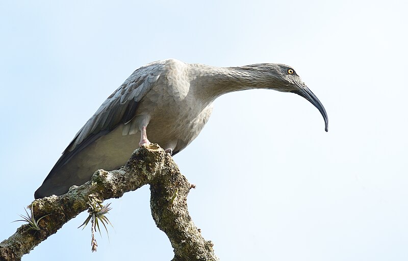 Plumbeous Ibis (Theristicus caerulescens) photo