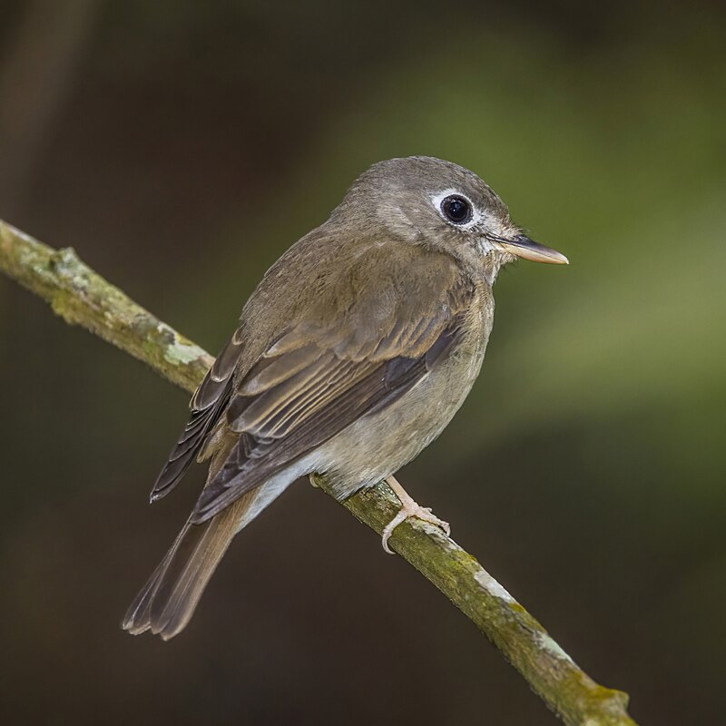 Brown-breasted Flycatcher (Muscicapa muttui) photo