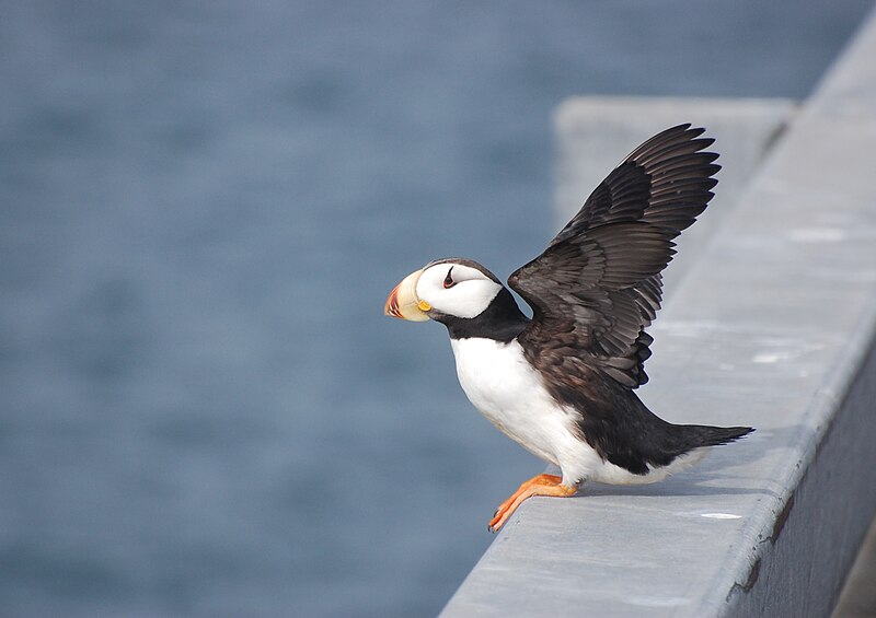 Horned Puffin (Fratercula corniculata) photo