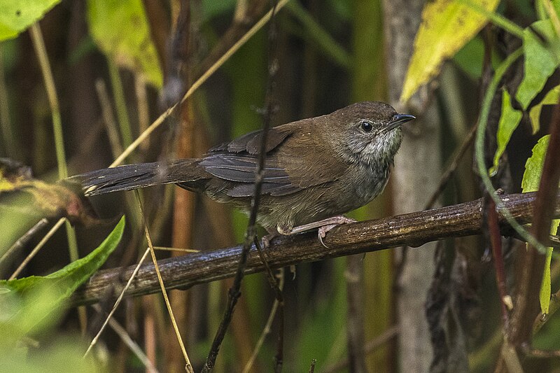 Javan Bush Warbler (Locustella montis) photo