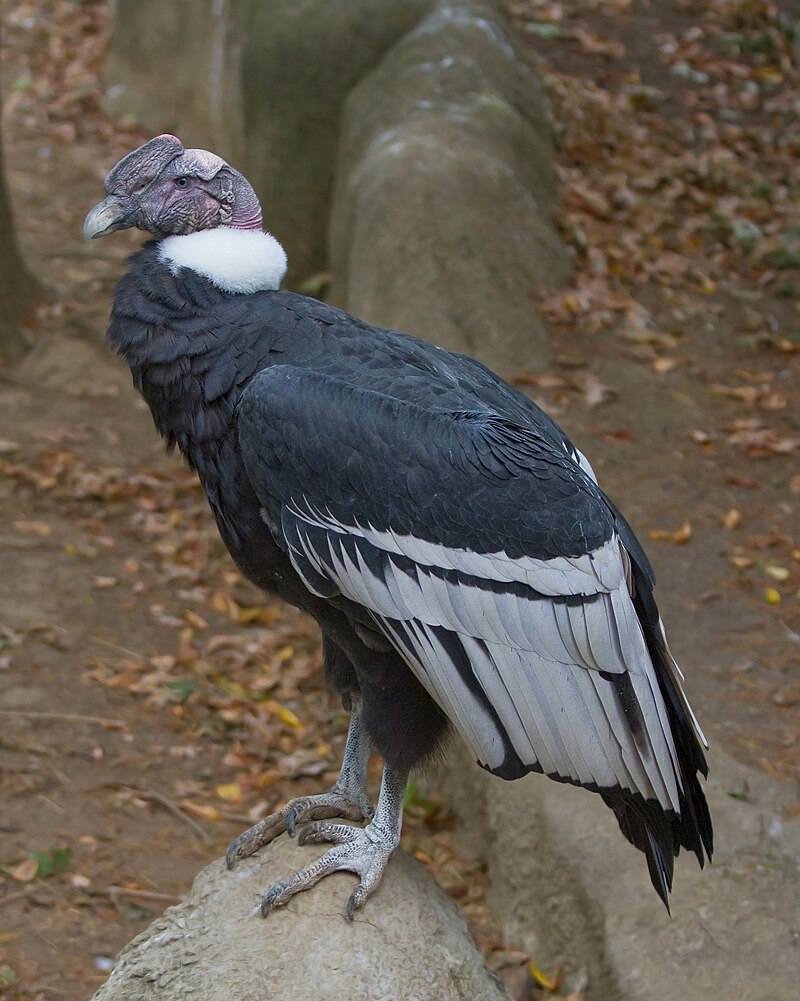 Andean Condor (Vultur gryphus) photo
