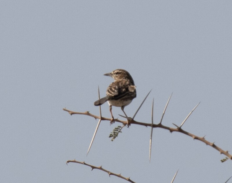 Gillett's Lark (Calendulauda gilletti) photo