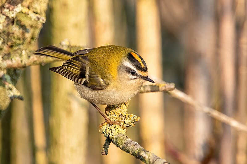 Common Firecrest (Regulus ignicapilla) photo