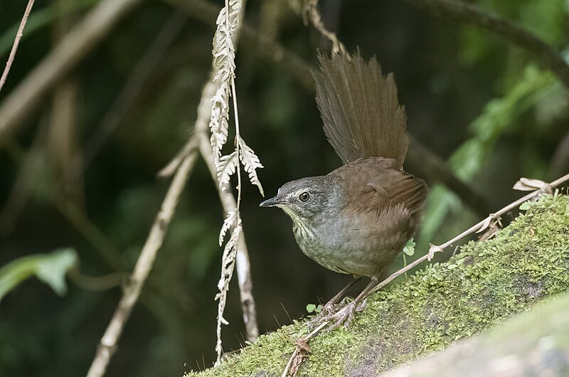 Long-tailed Bush Warbler (Locustella caudata) photo