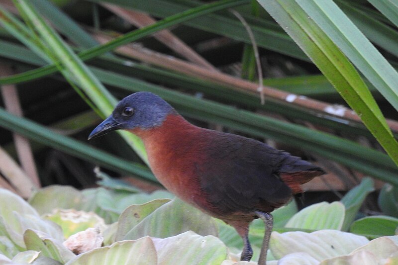 Ruddy Crake (Laterallus ruber) photo