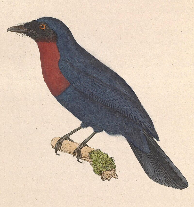 Maroon-breasted Philentoma (Philentoma velata) photo