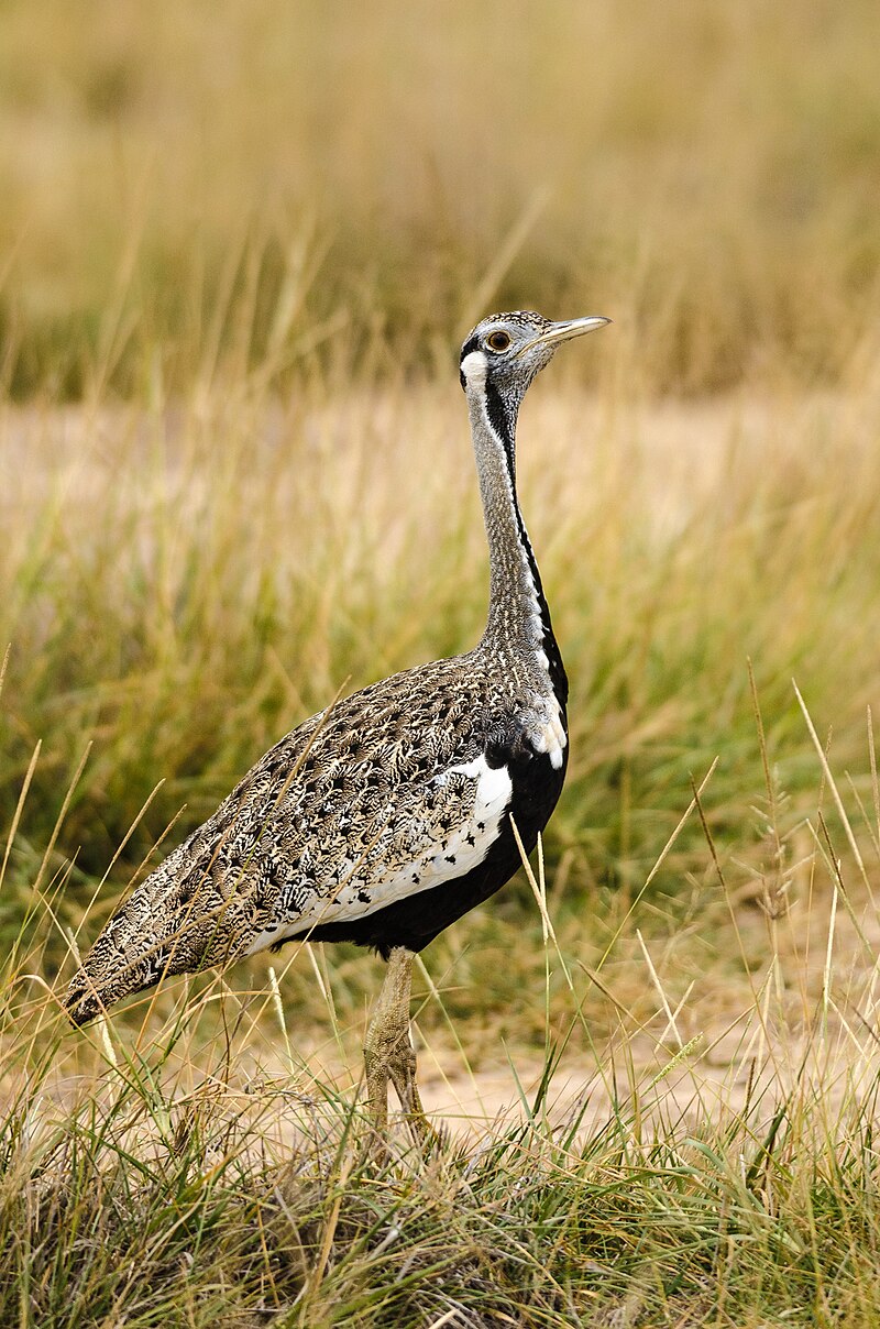 Black-bellied Bustard (Lissotis melanogaster) photo