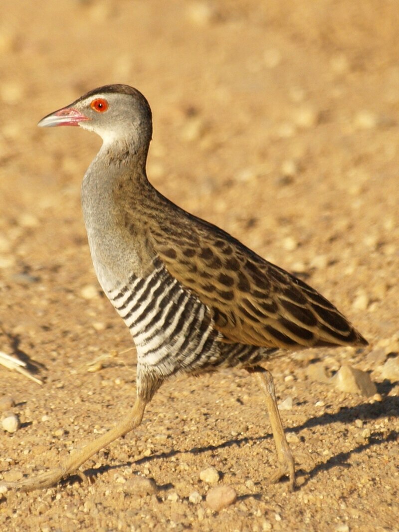 African Crake (Crecopsis egregia) photo