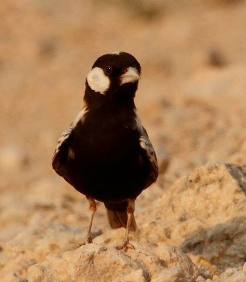 Gray-backed Sparrow-Lark (Eremopterix verticalis) photo