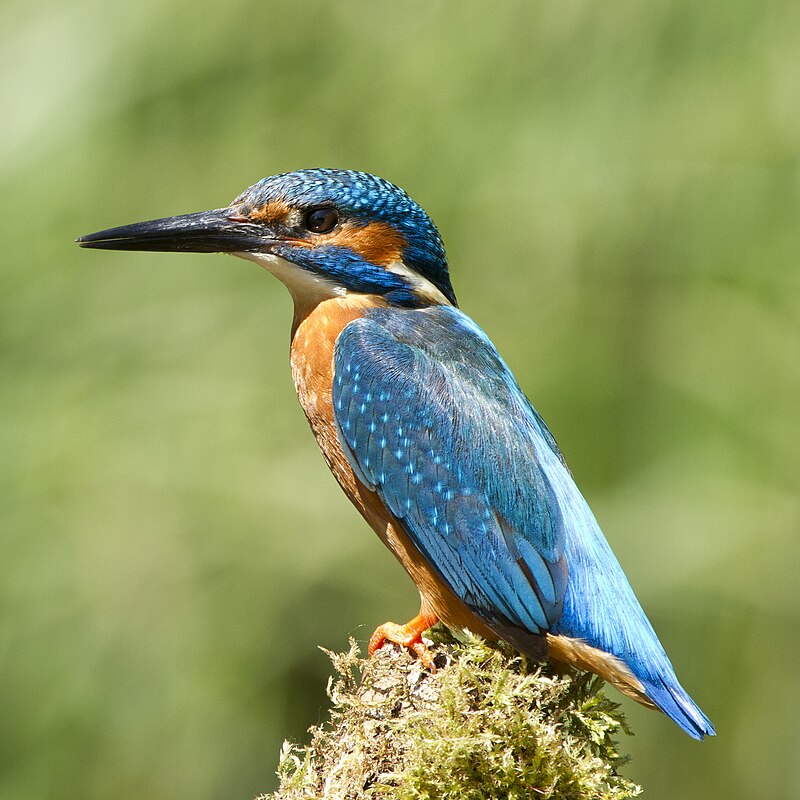 Common Kingfisher (Alcedo atthis) photo