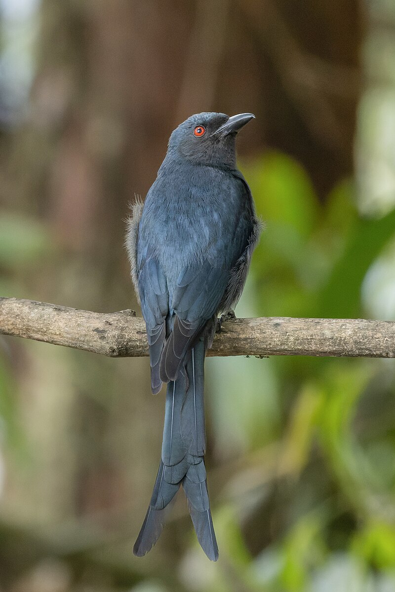 Ashy Drongo (Dicrurus leucophaeus) photo