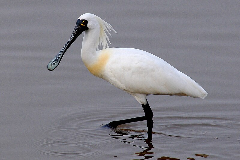 Black-faced Spoonbill (Platalea minor) photo