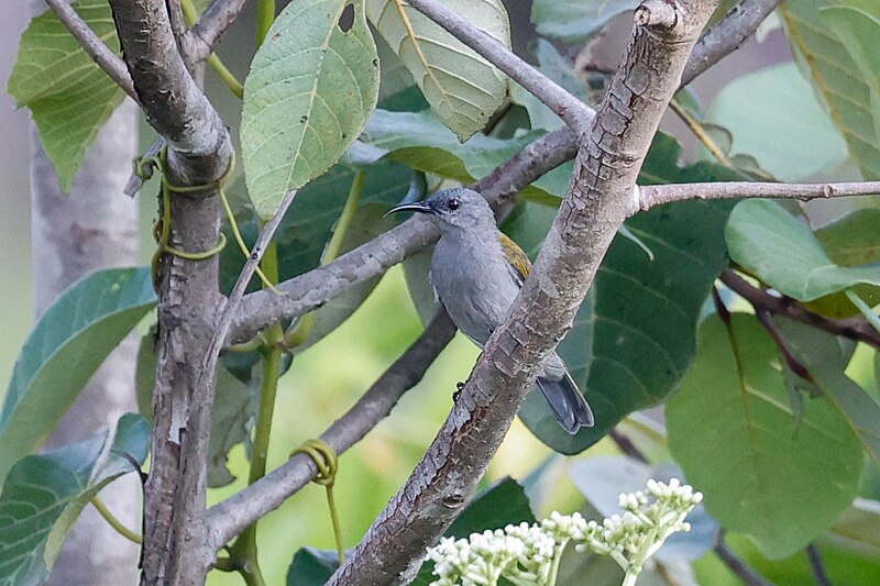Bannerman's Sunbird (Cyanomitra bannermani) photo