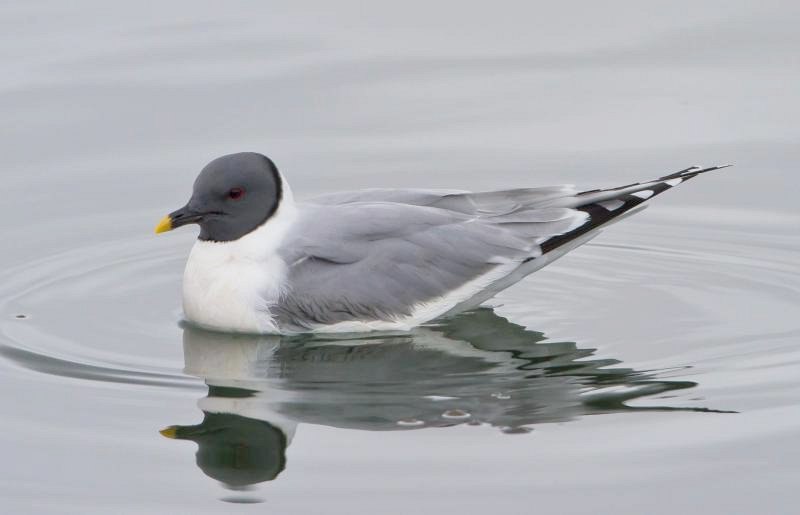 Sabine's Gull (Xema sabini) photo