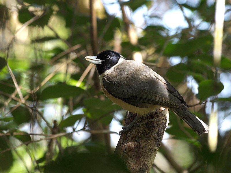 Pollen's Vanga (Xenopirostris polleni) photo