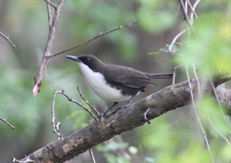 St. Lucia Thrasher (Ramphocinclus sanctaeluciae) photo
