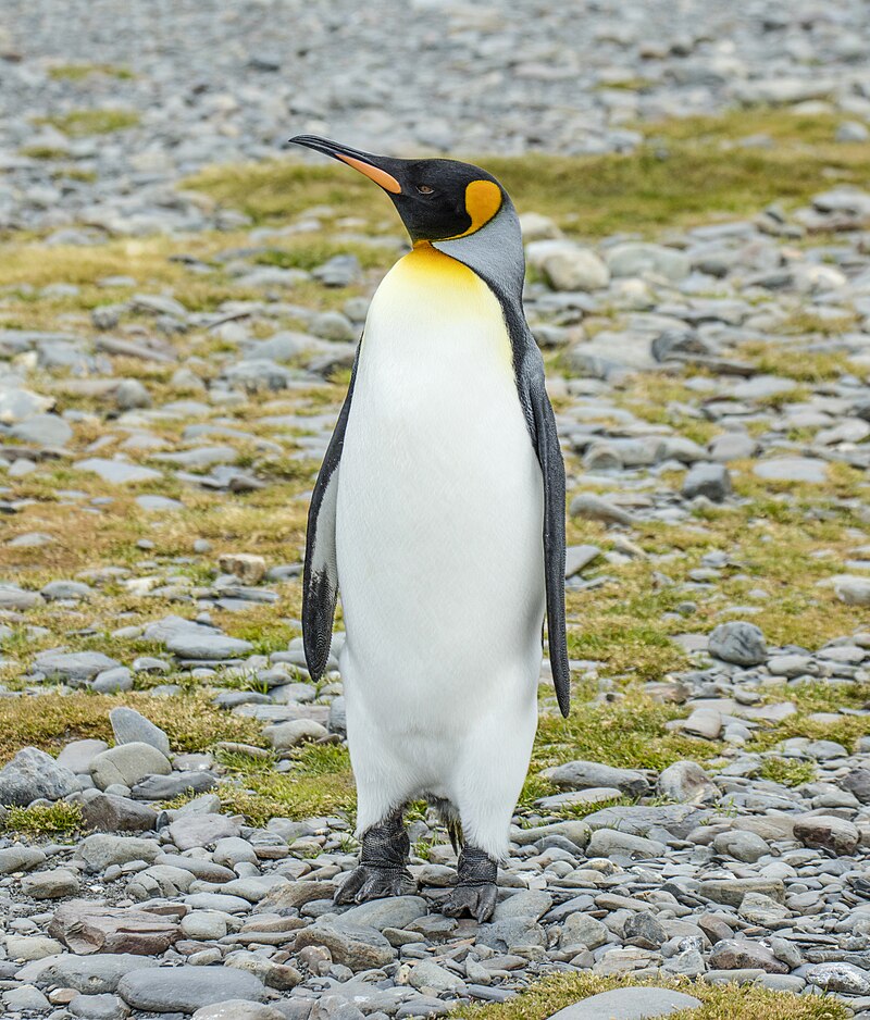 King Penguin (Aptenodytes patagonicus) photo