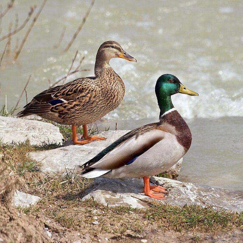 Mallard (Anas platyrhynchos) photo