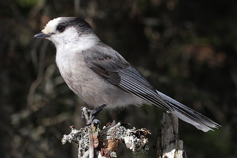 Canada Jay (Perisoreus canadensis) photo