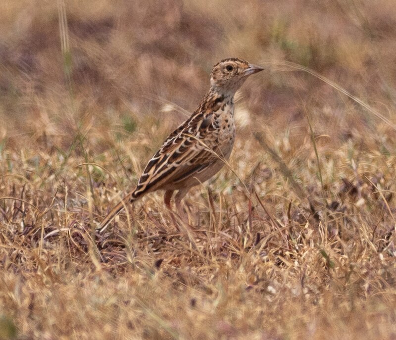 Liben Lark (Heteromirafra archeri) photo
