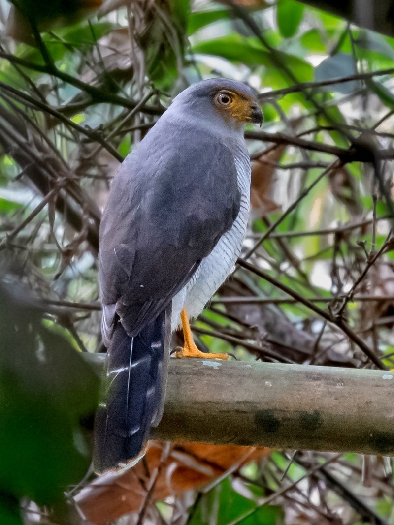 Cryptic Forest-Falcon (Micrastur mintoni) photo