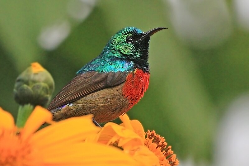 Northern Double-collared Sunbird (Cinnyris reichenowi) photo