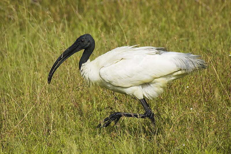 Black-headed Ibis (Threskiornis melanocephalus) photo
