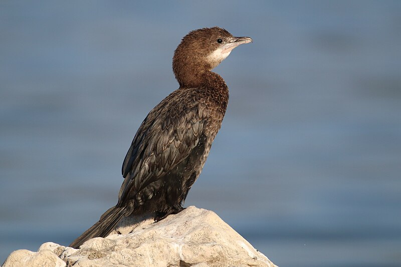 Pygmy Cormorant (Microcarbo pygmaeus) photo