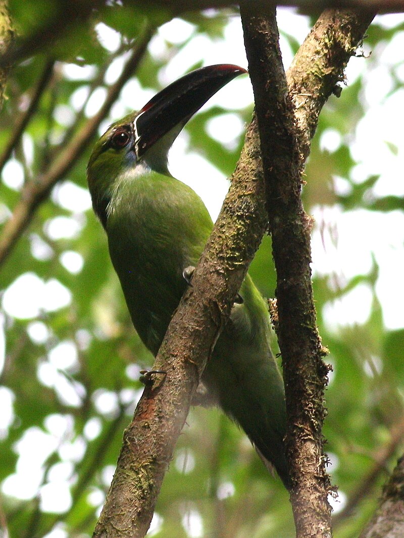 Chestnut-tipped Toucanet (Aulacorhynchus derbianus) photo
