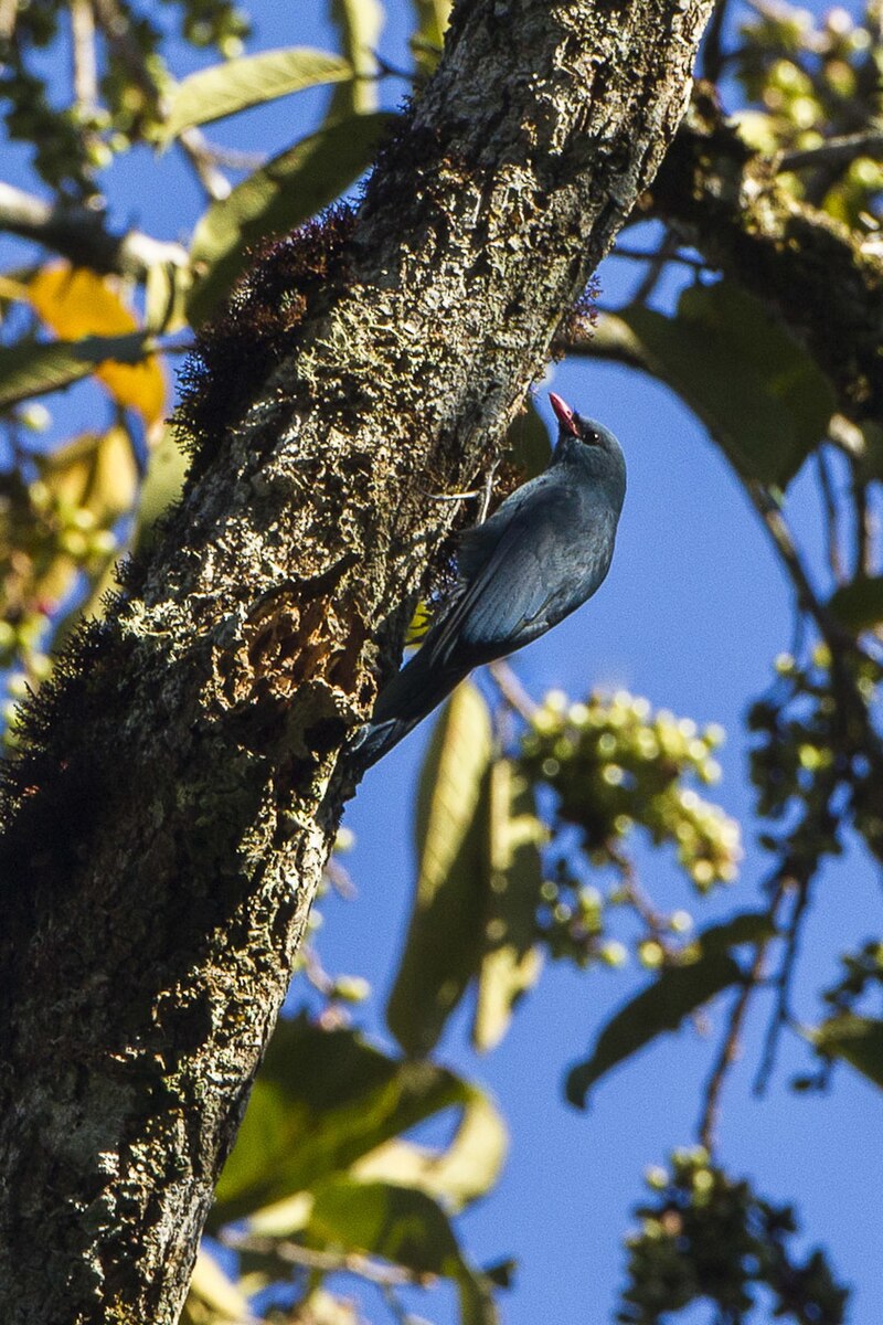 Nuthatch-Vanga (Hypositta corallirostris) photo