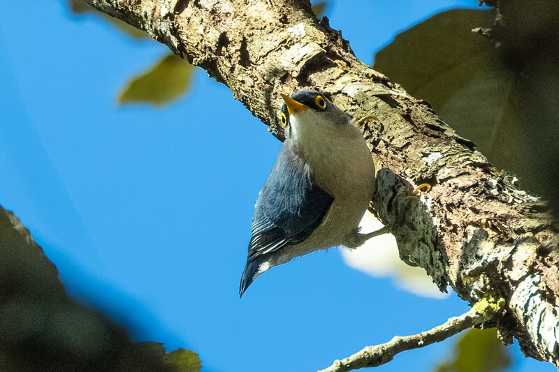 Yellow-billed Nuthatch (Sitta solangiae) photo