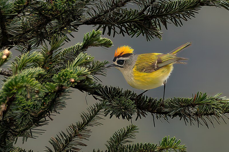 Flamecrest (Regulus goodfellowi) photo
