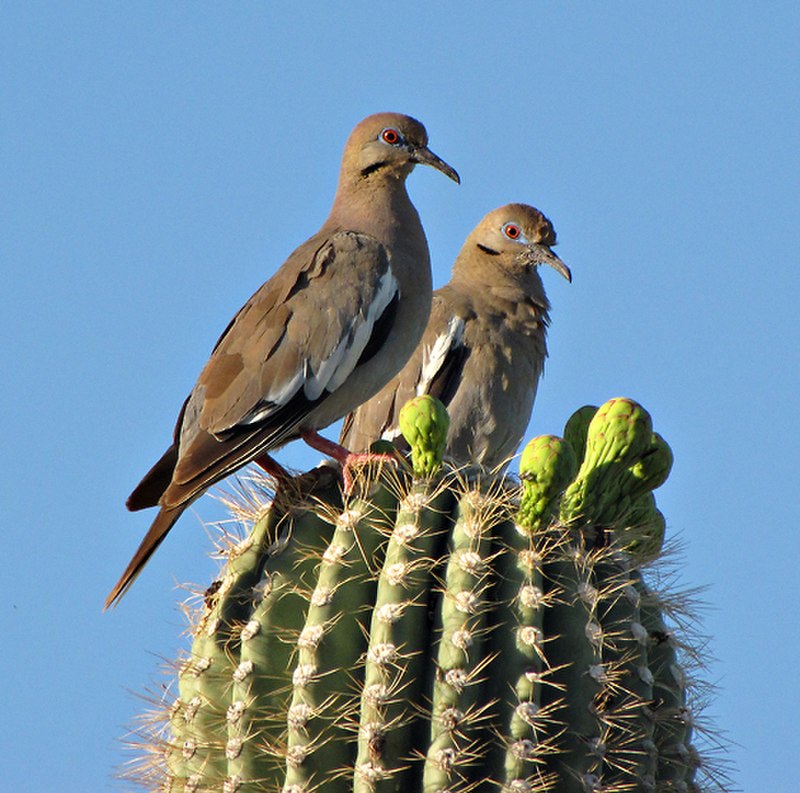 White-winged Dove (Zenaida asiatica) photo