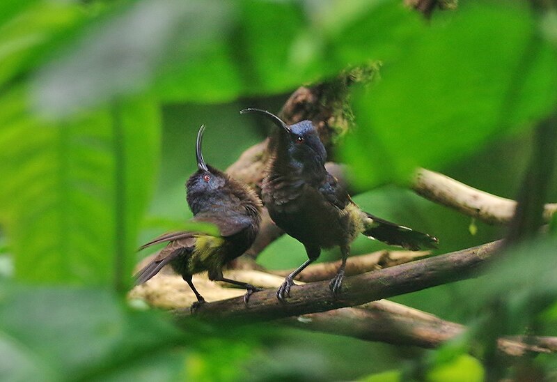 Sao Tome Sunbird (Dreptes thomensis) photo