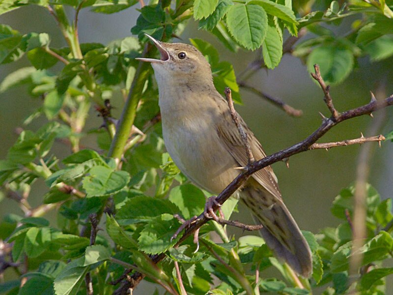 Common Grasshopper Warbler (Locustella naevia) photo