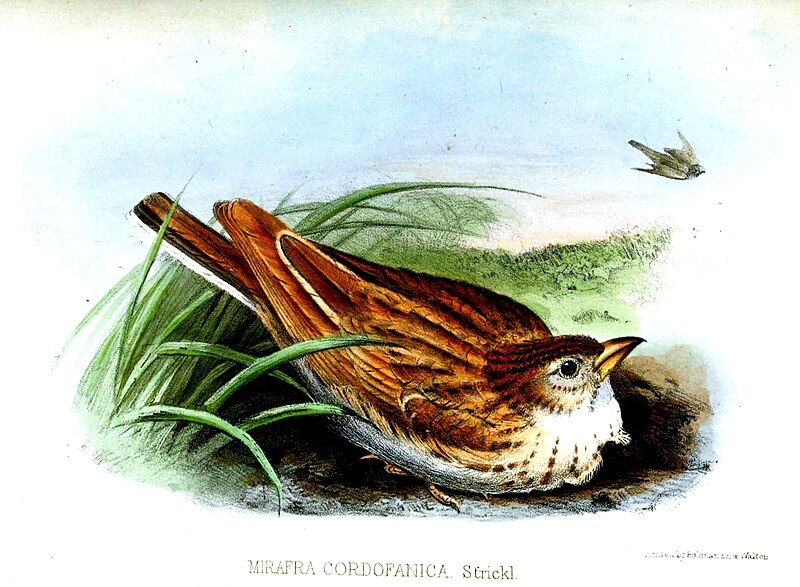 Kordofan Lark (Mirafra cordofanica) photo