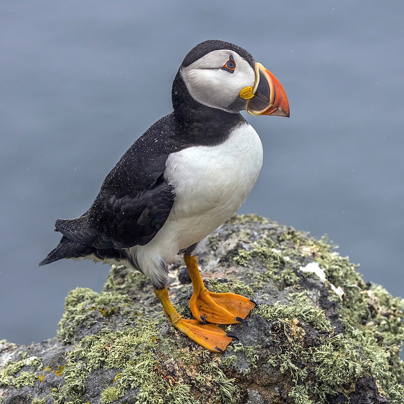 Atlantic Puffin (Fratercula arctica) photo