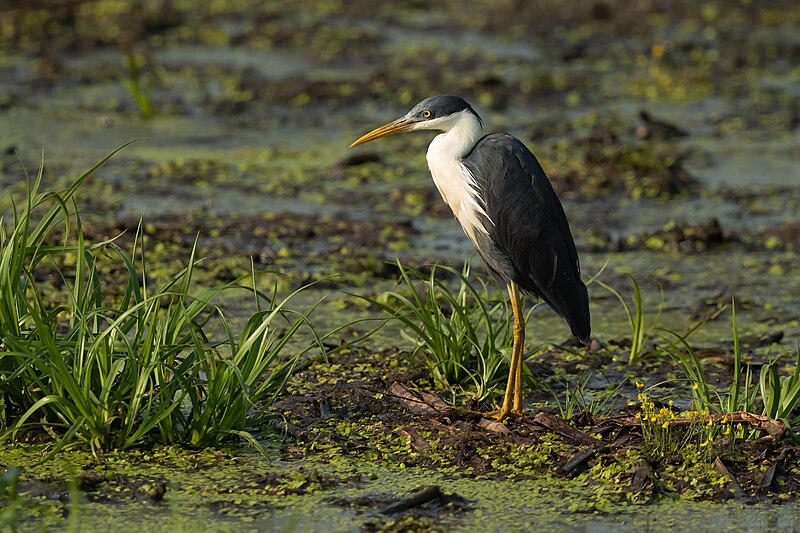 Pied Heron (Egretta picata) photo