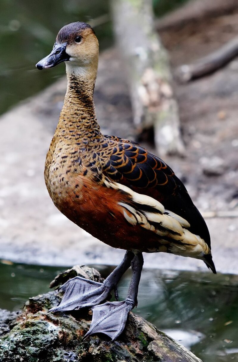 Wandering Whistling-Duck (Dendrocygna arcuata) photo