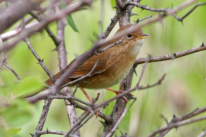 Brown Bush Warbler (Locustella luteoventris) photo