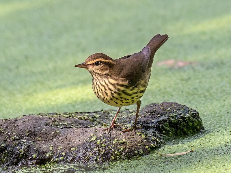 Northern Waterthrush (Parkesia noveboracensis) photo