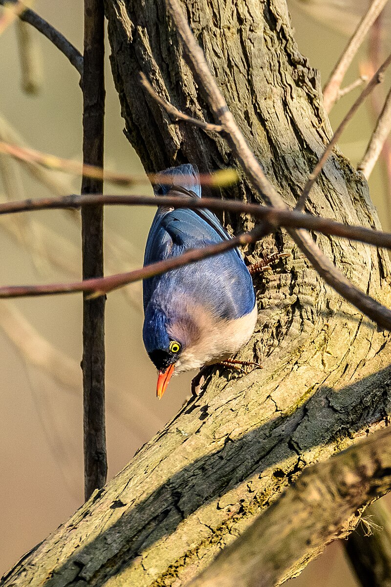Velvet-fronted Nuthatch (Sitta frontalis) photo