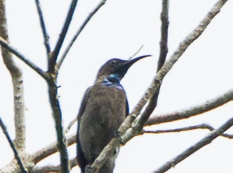 Blue-throated Brown Sunbird (Cyanomitra cyanolaema) photo