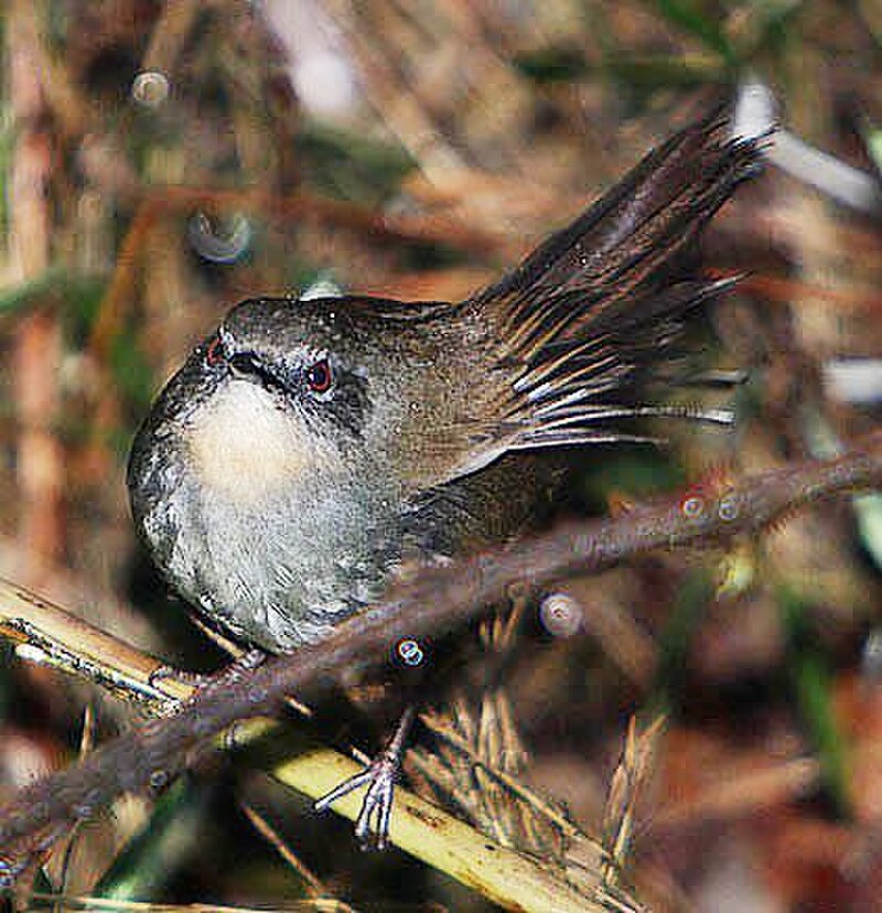 Sri Lanka Bush Warbler (Elaphrornis palliseri) photo