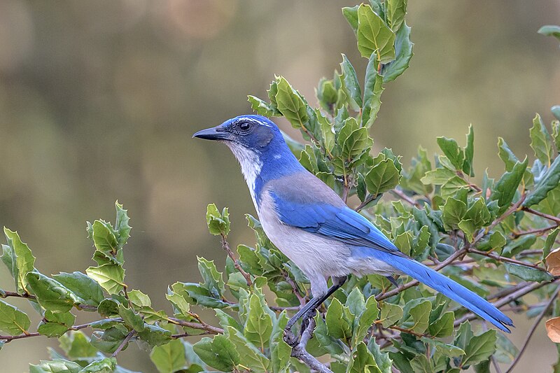 California Scrub-Jay (Aphelocoma californica) photo